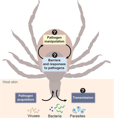 Ticks: More Than Just a Pathogen Delivery Service